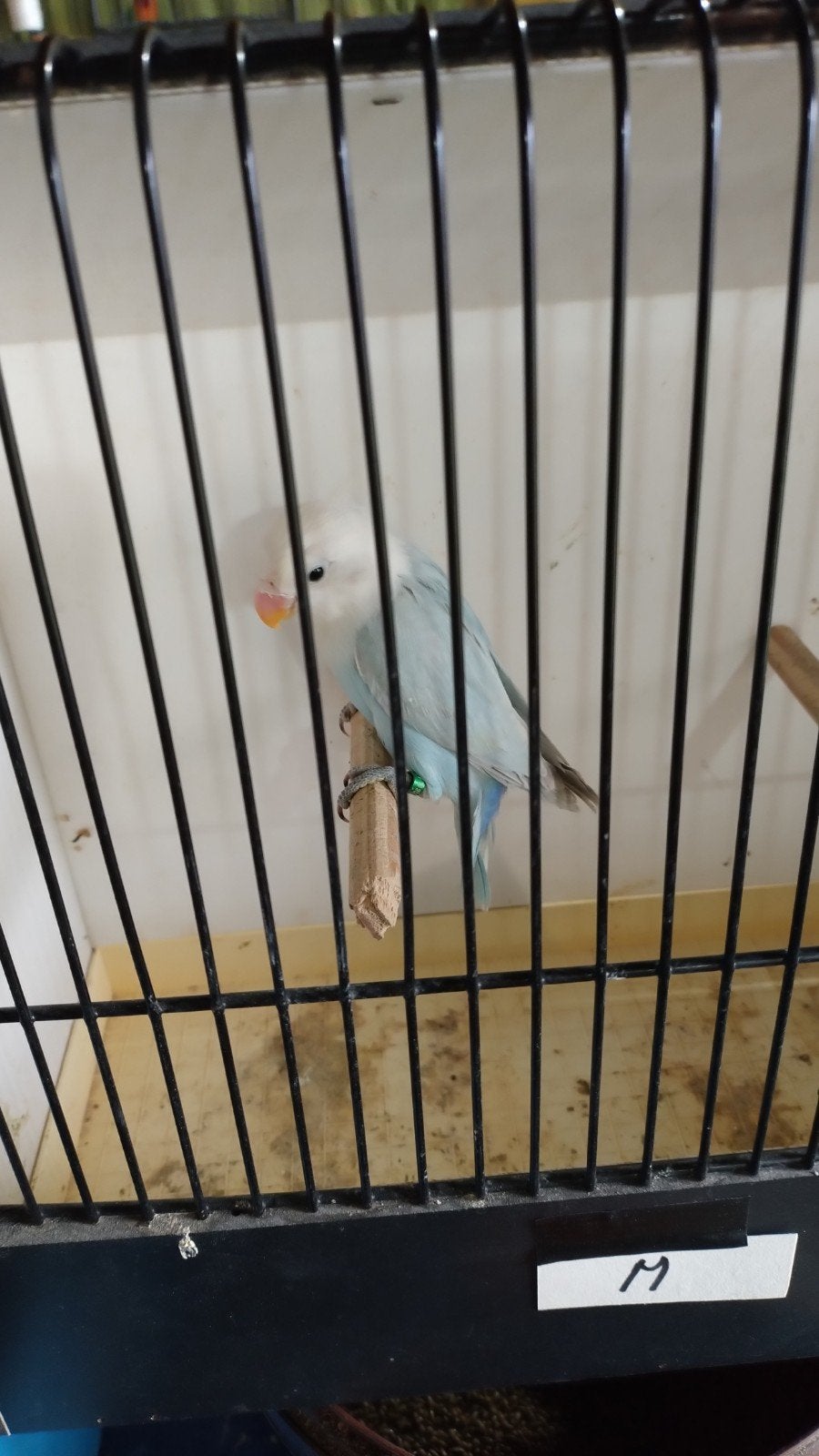agapornis ficherie