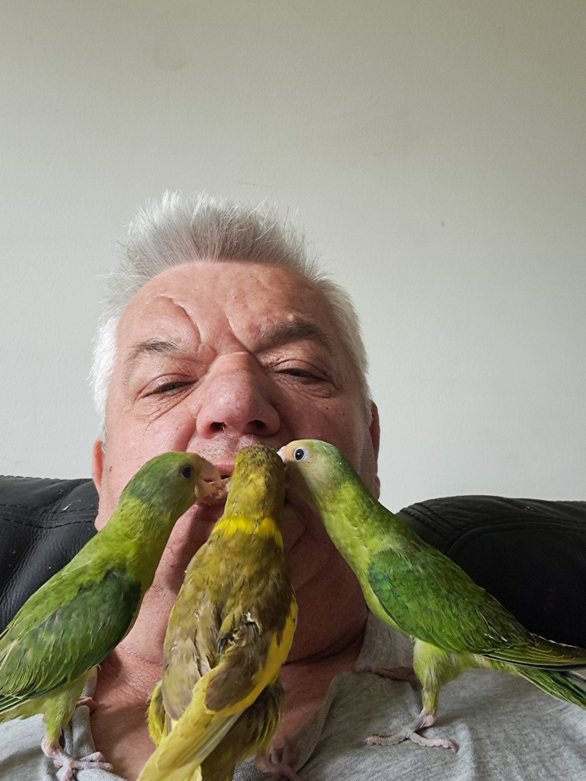 Koppel pruimkoppen, Animaux & Accessoires