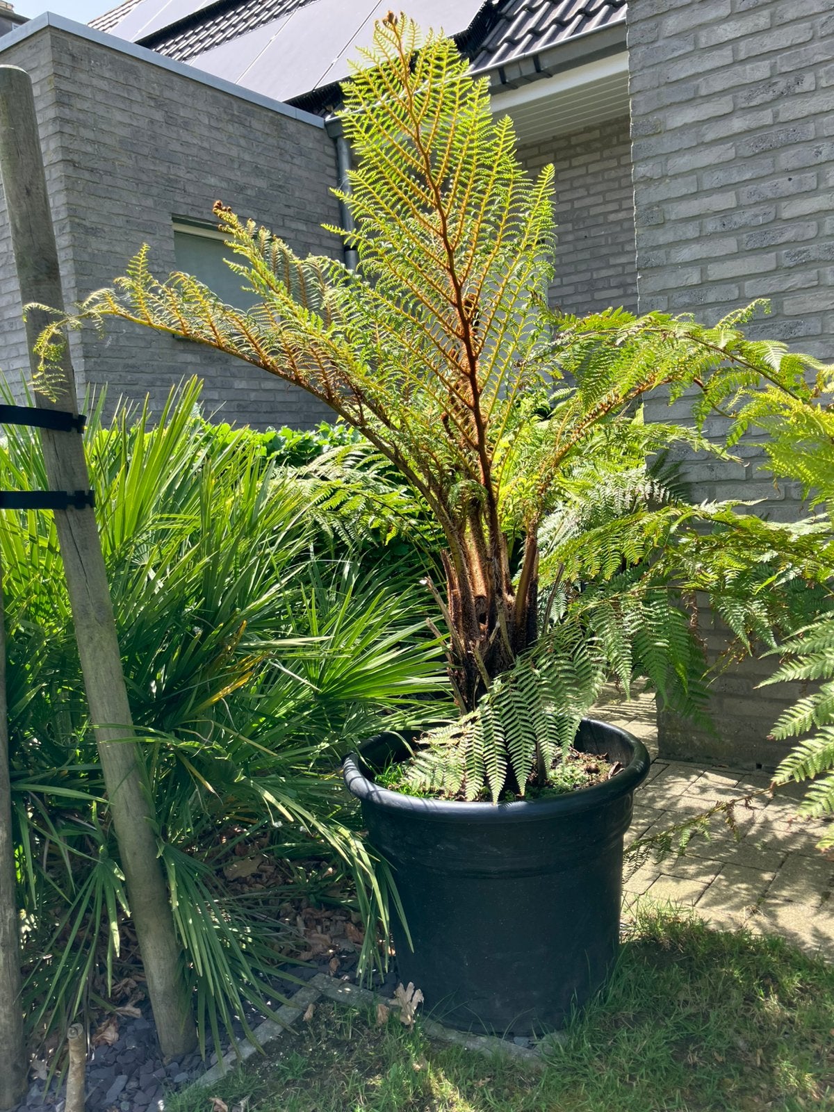 Boomvaren Cyathea tomentosisima hiland lace, Tuin en Terras, Ophalen