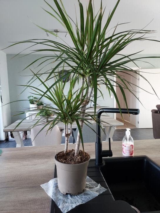 grote kamerplant  90 cm hoog, Ophalen