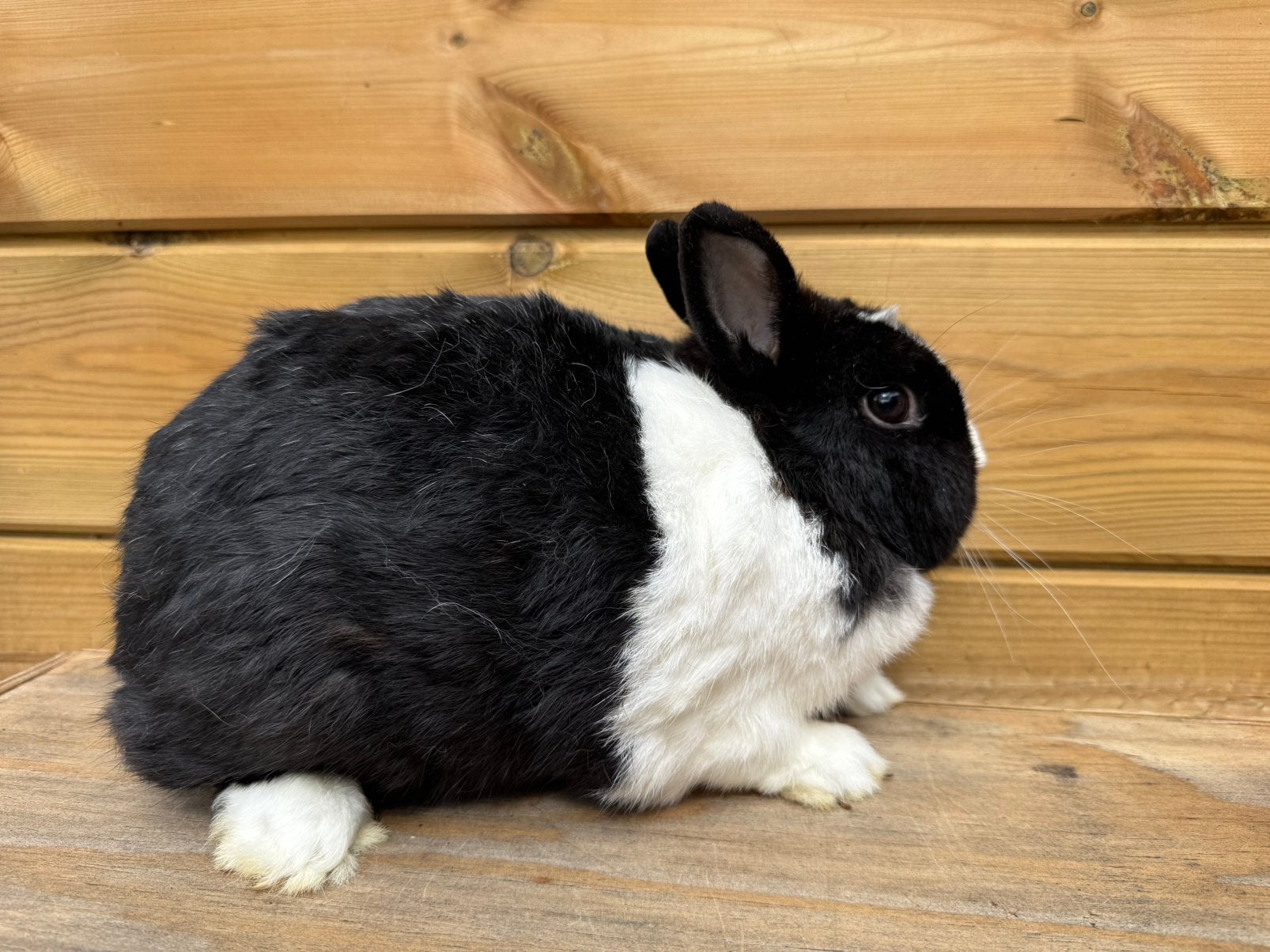 Kleurdwerg voedster, Dieren en Toebehoren, Vrouwelijk, Dwerg, 0 tot 2 jaar
