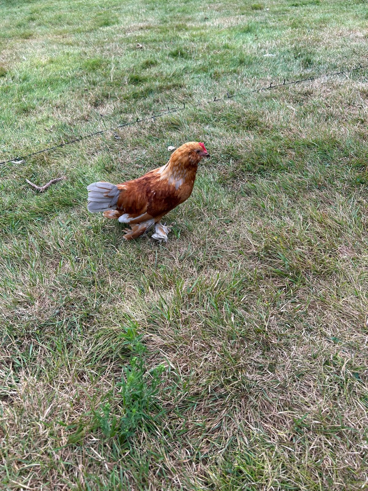 Ukkelse baardkriel haantjes gratis, Dieren en Toebehoren