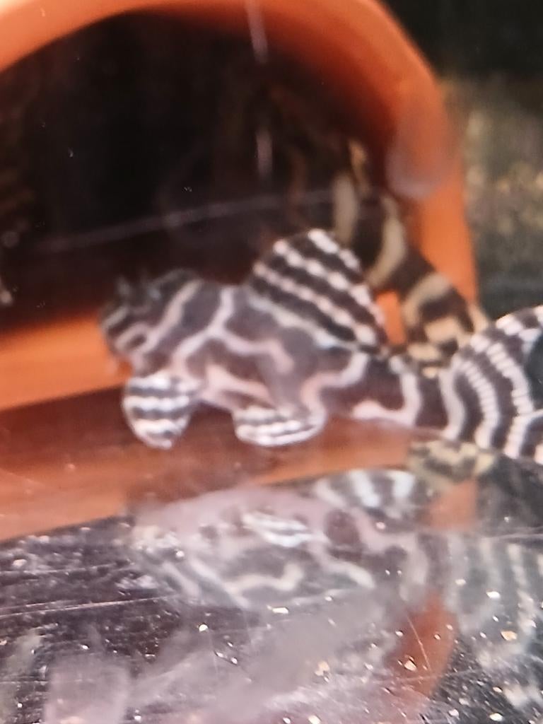 L333 King Tiger pleco black and white., Dieren en Toebehoren, Vissen | Aquariumvissen