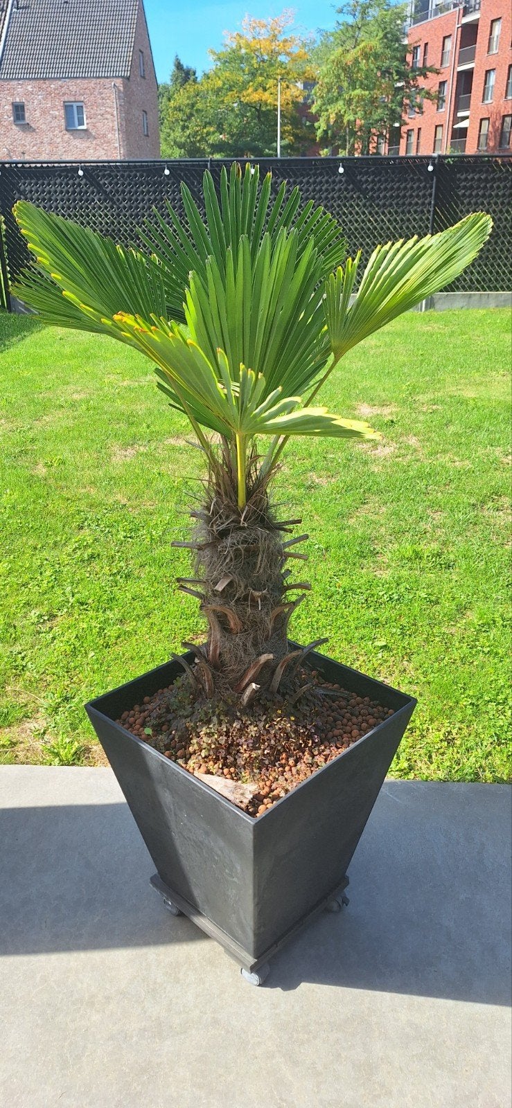 Trachycarpus wagnerianus, Ophalen