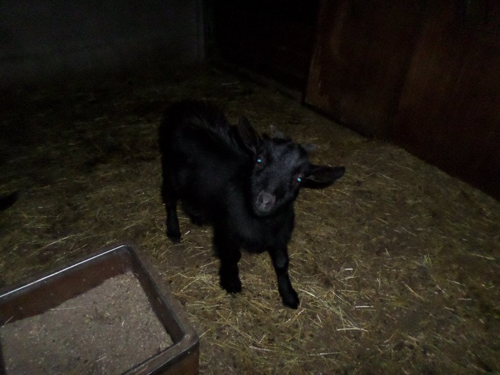 dwerggeitje, Dieren en Toebehoren, Vrouwelijk, Geit, 0 tot 2 jaar