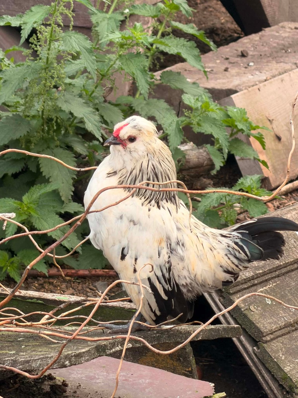 3 jonge haantjes, Dieren en Toebehoren, Mannelijk