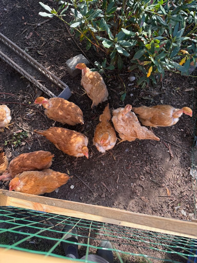 Cou nu / naakthals hennen, Dieren en Toebehoren