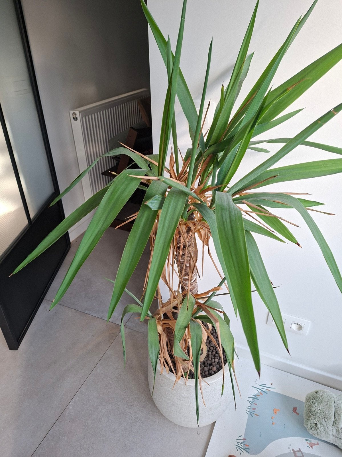 Yucca in handgemaakte stenen pot, Ophalen