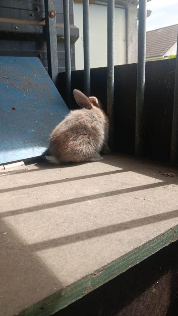 Dwergkonijntjes te koop, Dieren en Toebehoren, Konijnen