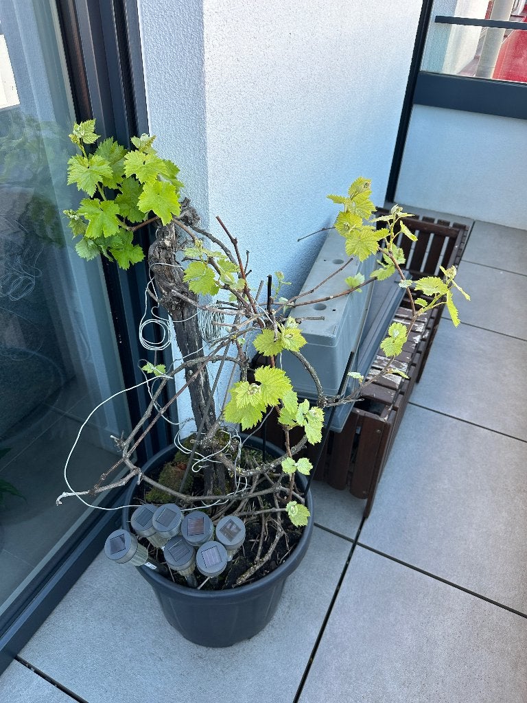 Vigne, Raisin de table bio, Vitis vinifera, ø42, Enlèvement, Annuelle, Plein soleil