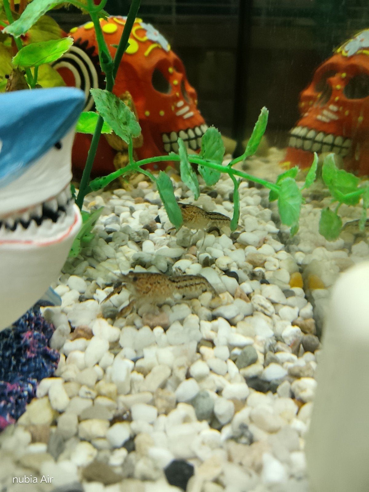 kreeftjes, Dieren en Toebehoren, Vissen | Aquariumvissen