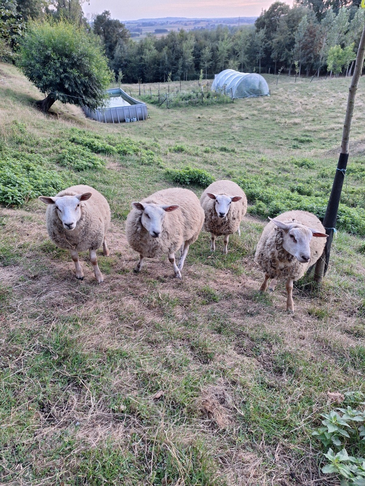 Schapen ., Dieren en Toebehoren