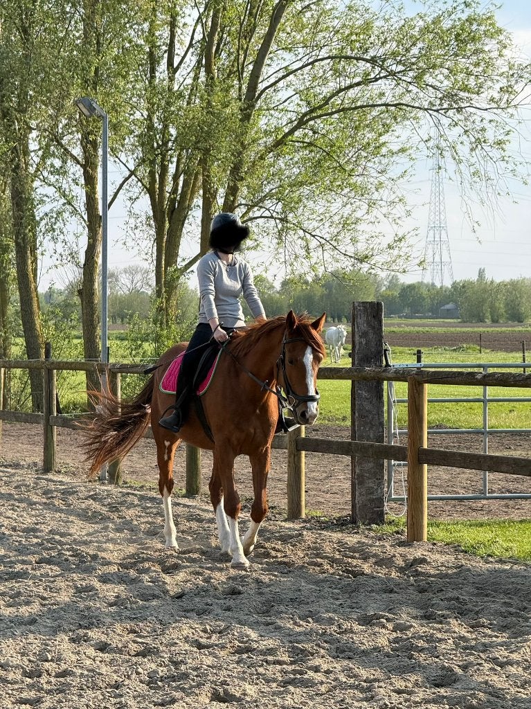 Halve stal aangeboden, Dieren en Toebehoren, Paarden, Ruin, 3 tot 6 jaar