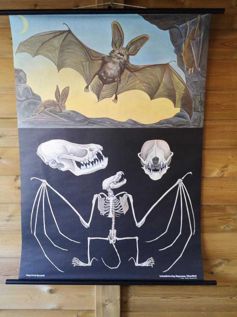 planche scolaire anatomique chauve-souris à grandes oreilles, Antiquités & Art, Antiquités | Cartes scolaires, Nature et Biologie
