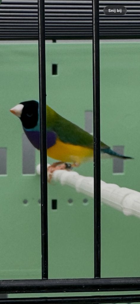 Gouldamadine man 2026, Dieren en Toebehoren, Meerdere dieren, Tropenvogel, Geringd