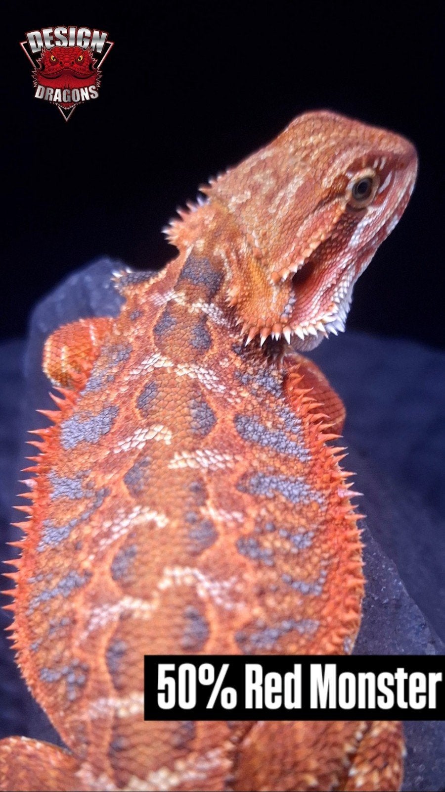 50% Red Monster Extreme Blue Tiger Baardagaam Man, Dieren en Toebehoren, Hagedis, 0 tot 2 jaar