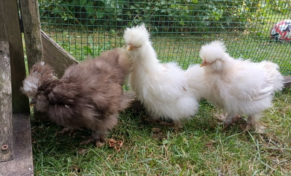 Zijdehoenders te koop, Animaux & Accessoires, Volatiles, Poule ou poulet, Plusieurs animaux
