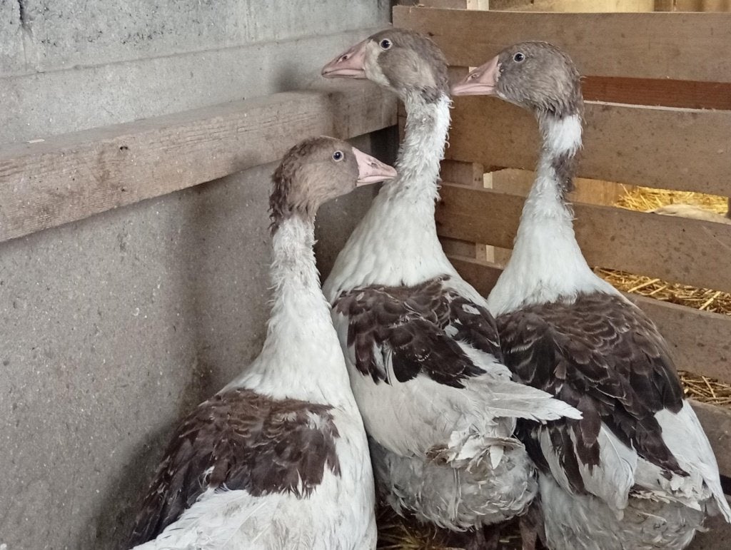 vlaamse gans