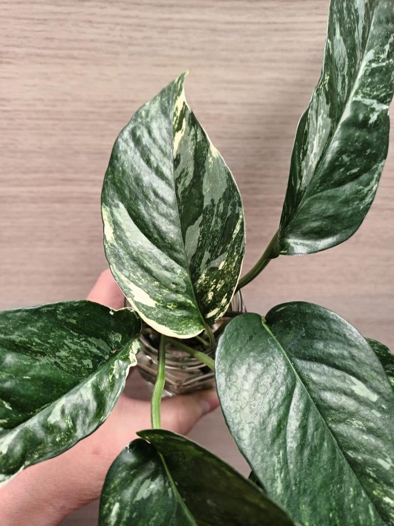 Epipremnum pinnatum albo variegata, Ophalen of Verzenden