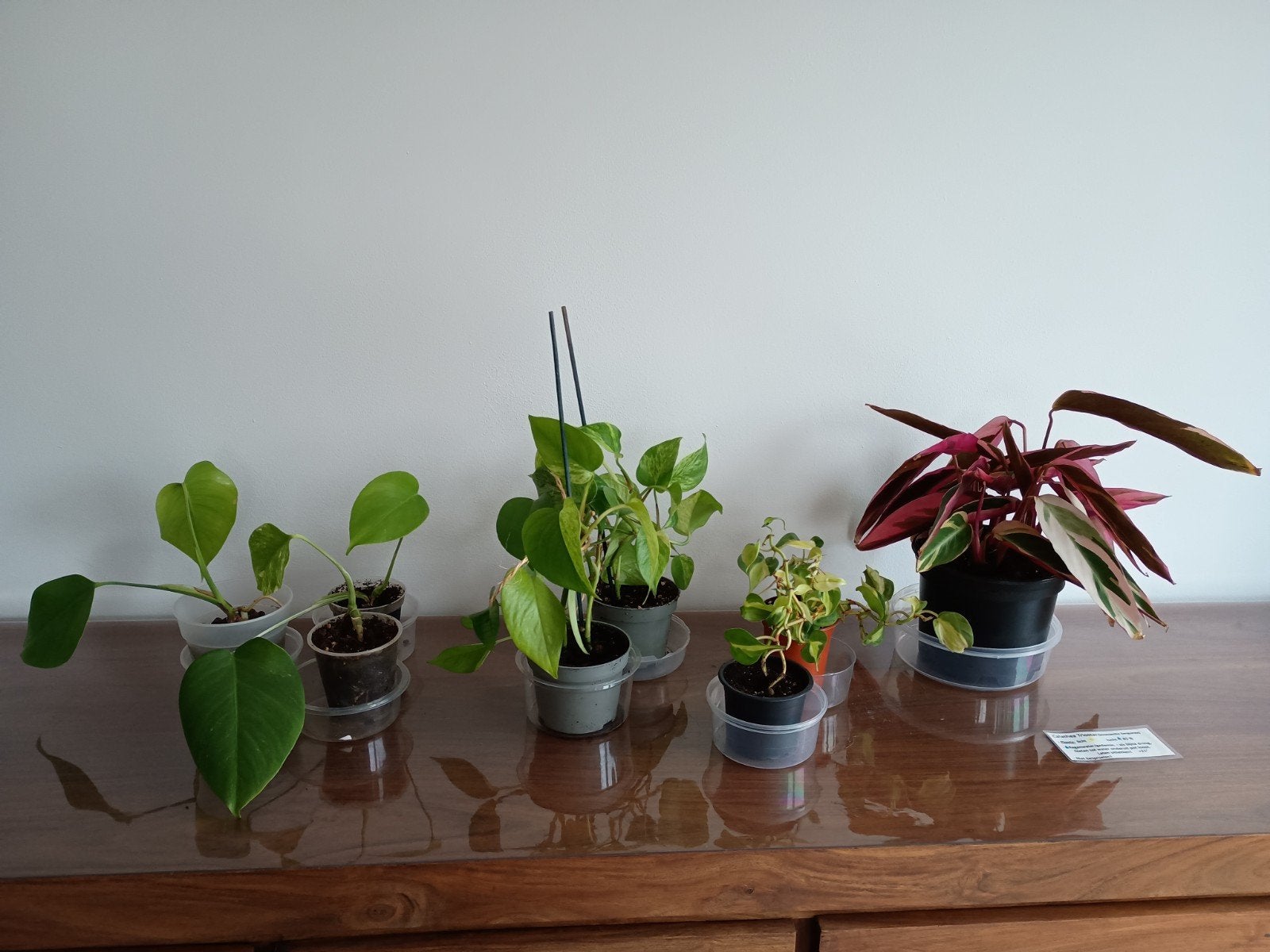 set van 8 planten, Ophalen