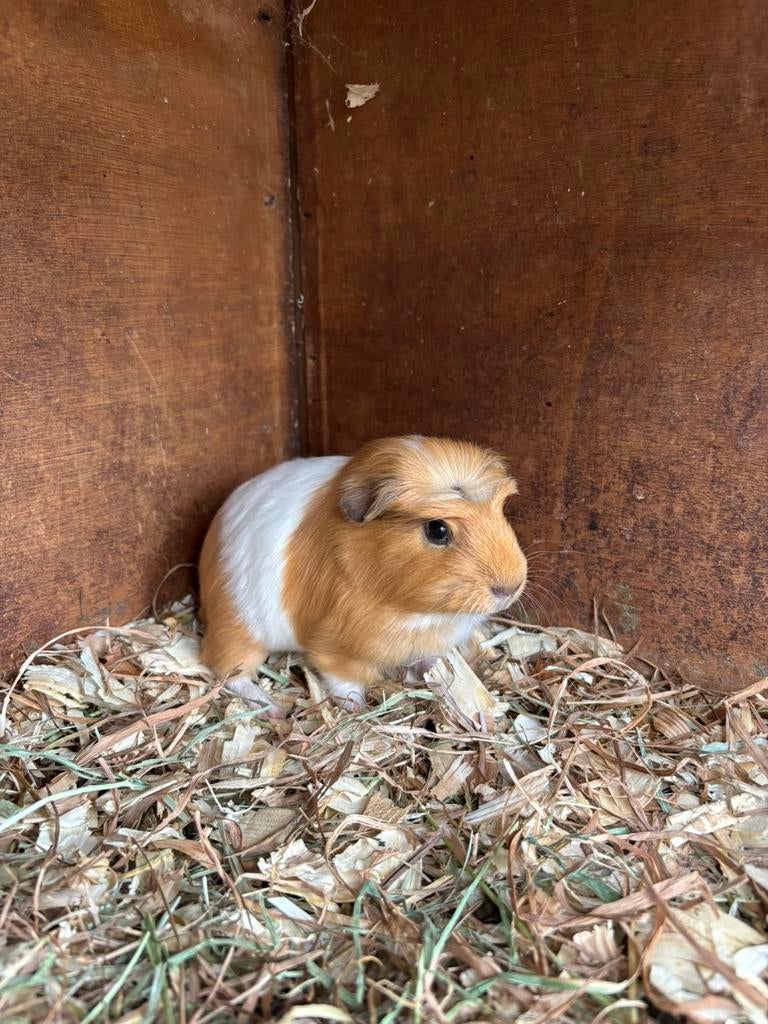 Cavia's, Dieren en Toebehoren, April, Cavia
