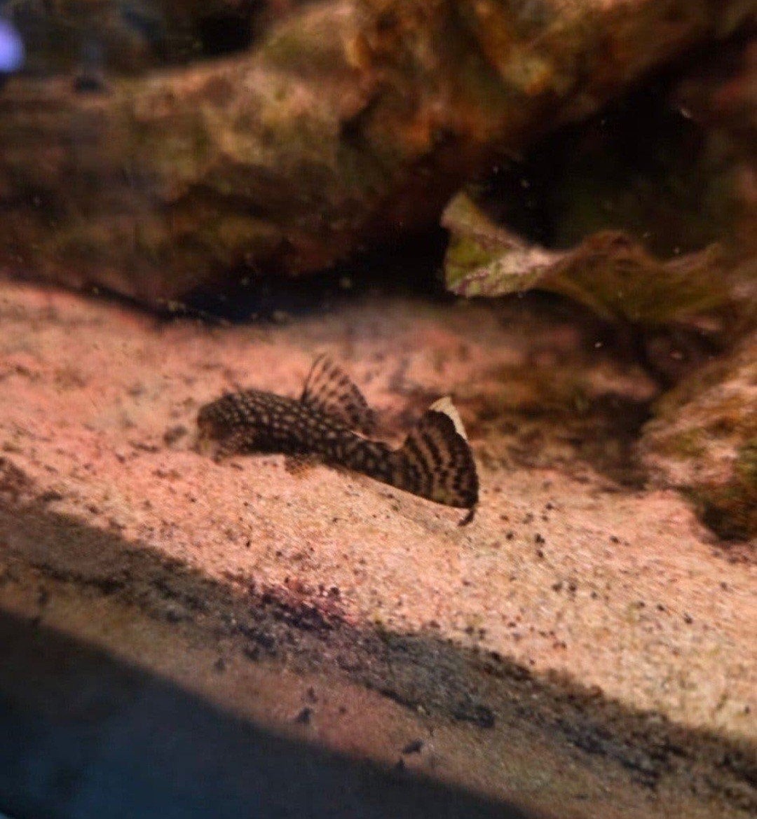 Ancistrus Algeneter ., Dieren en Toebehoren, Vis, Zoetwatervis