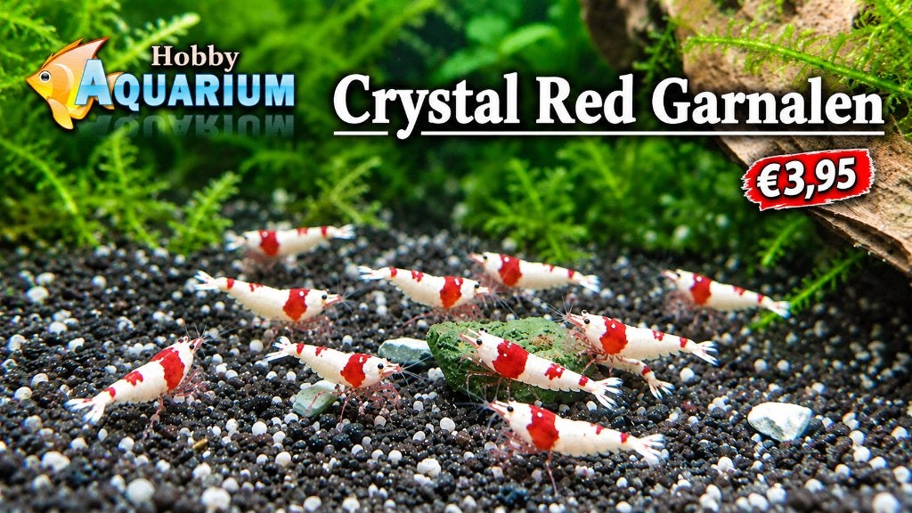 Hobbyaquarium Crystal Red garnalen SS/SSS Vrij/Zat/Zondag, Kreeft, Krab of Garnaal, Zoetwatervis, Schoolvis