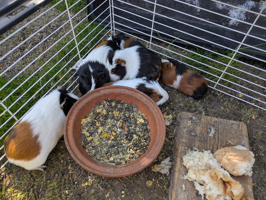 cavia's te koop, Dieren en Toebehoren, Cavia, Januari, Meerdere dieren, Tam