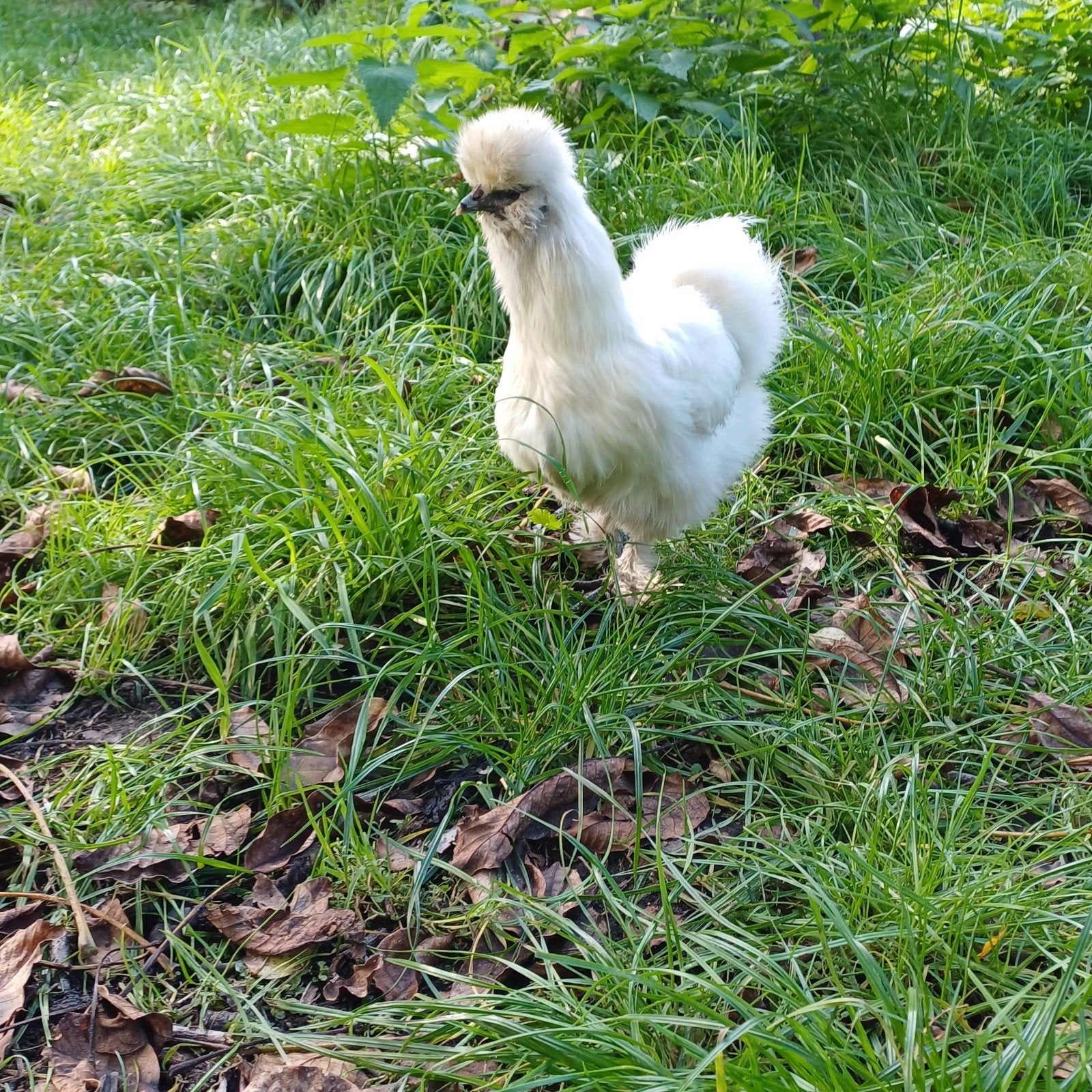Zijdehoen hen, Dieren en Toebehoren, Vrouwelijk, Kip