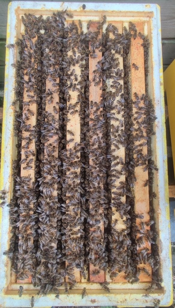Colonie d’abeilles Carnica Simplex, reine 2026, sur 6 cadres, Animaux & Accessoires, Insectes & Araignées, Abeilles