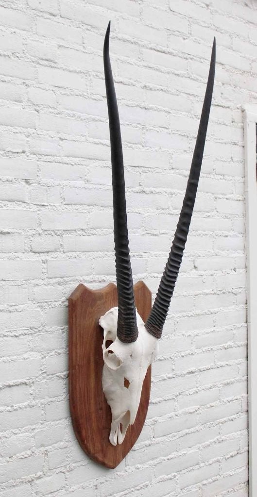 Grote SPIESBOK / ORYX op houten schild - ref. E (gewei), Collections, Enlèvement ou Envoi, Utilisé, Animal sauvage, Bois ou Tête