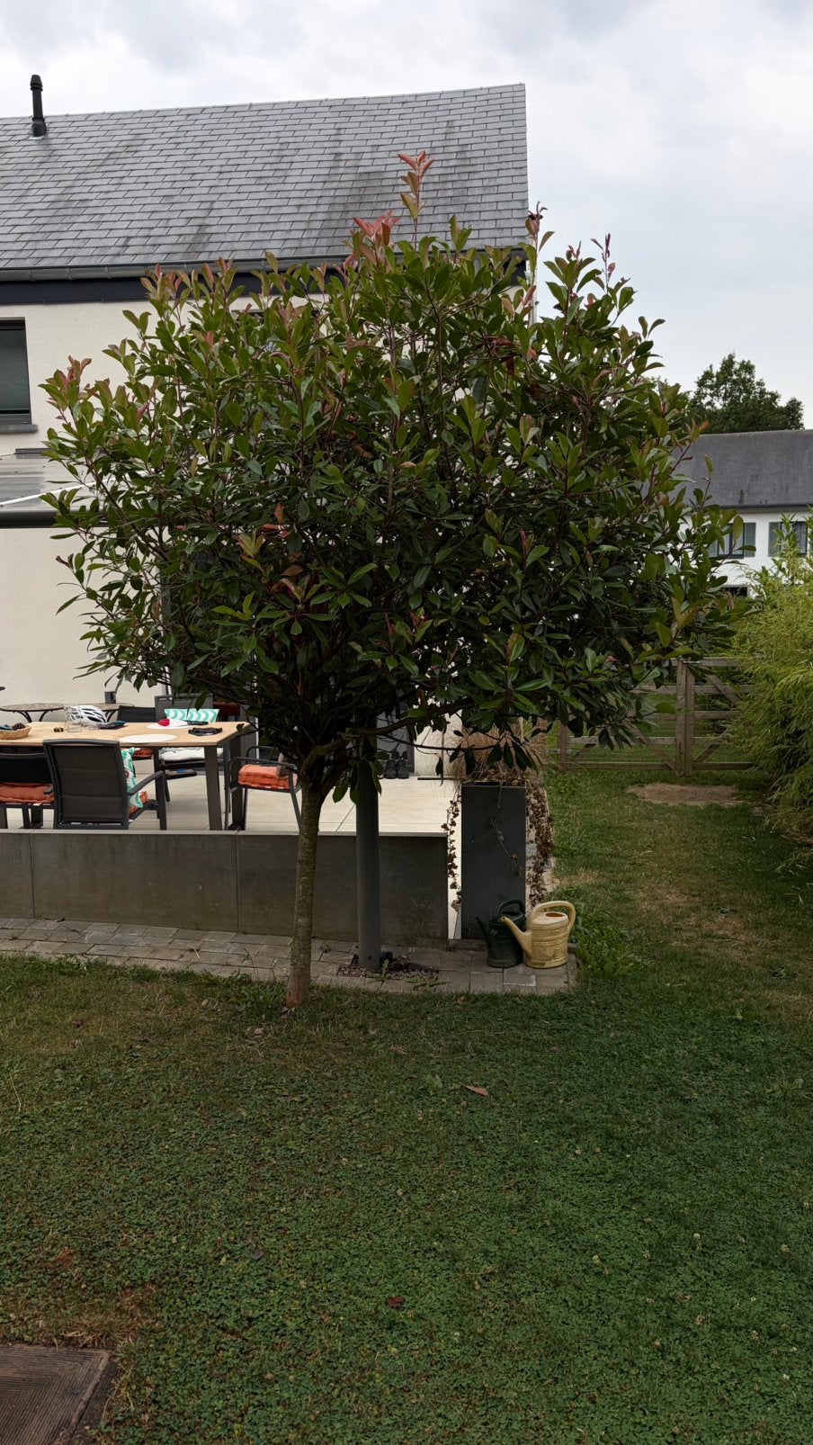 Fotinia in de volle grond om te geven en op te graven, Tuin en Terras, Ophalen