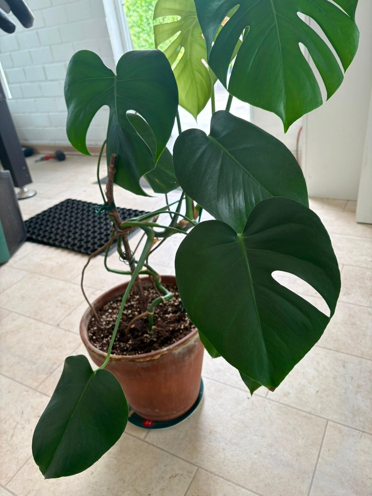 Monstera avec terracota pot, Maison & Meubles, Autres espèces, En pot, Enlèvement, 100 à 150 cm