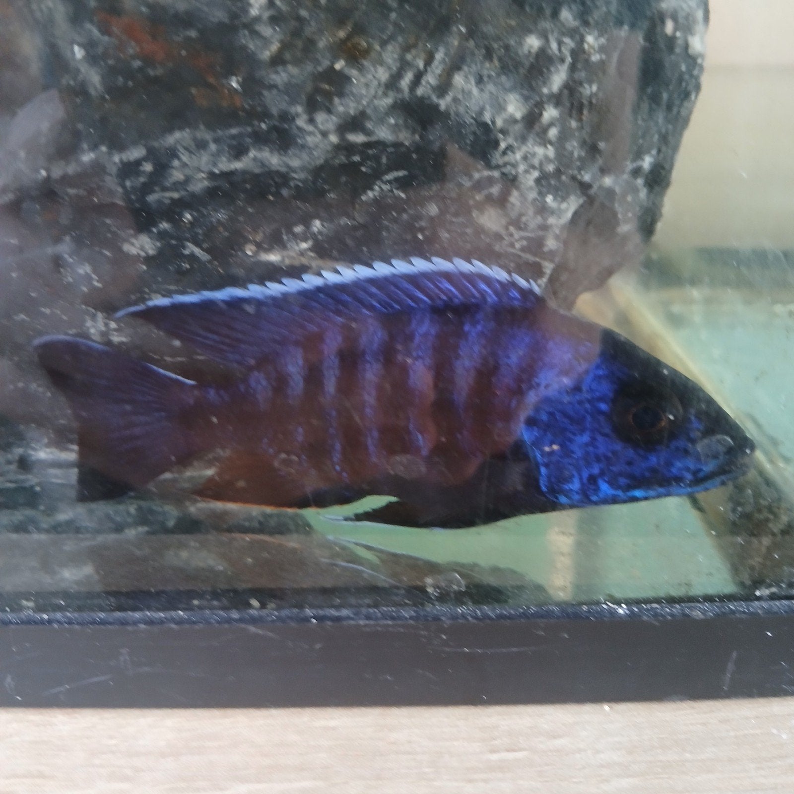 Malawi chichlide, Dieren en Toebehoren, Vissen | Aquariumvissen
