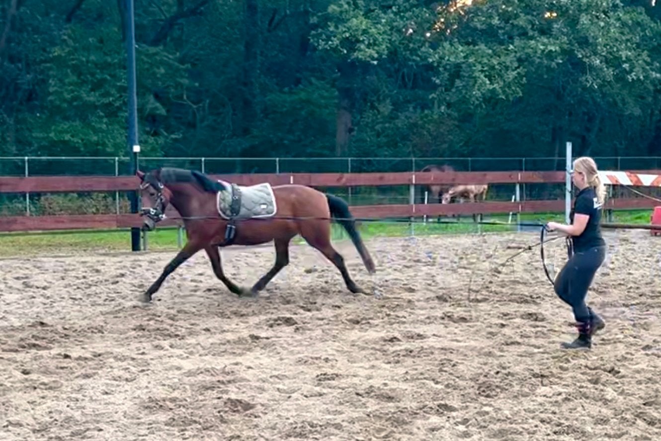 Top brave 3 jarige D pony merrie zadelmak allround dressuur, Dieren en Toebehoren, Paarden, Minder dan 160 cm, Dressuurpaard, Zadelmak