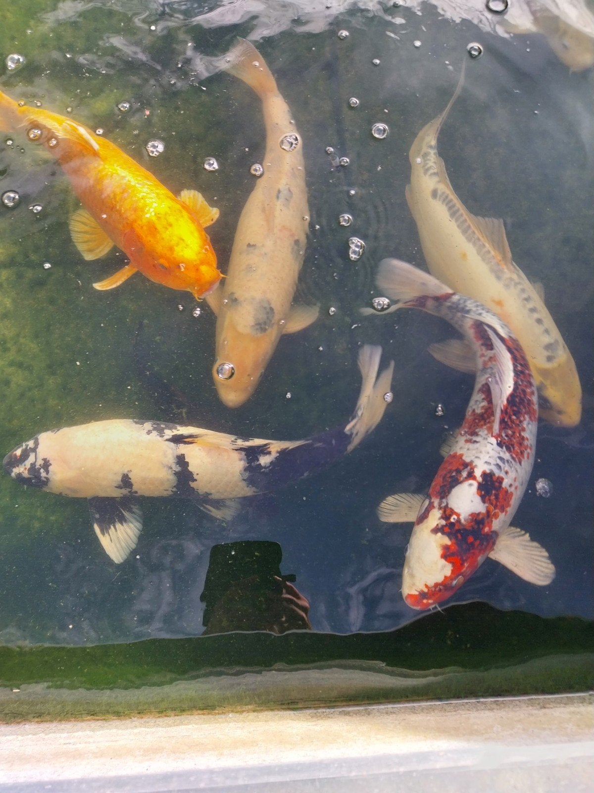 7 koi te koop wegens heraanleg vijver