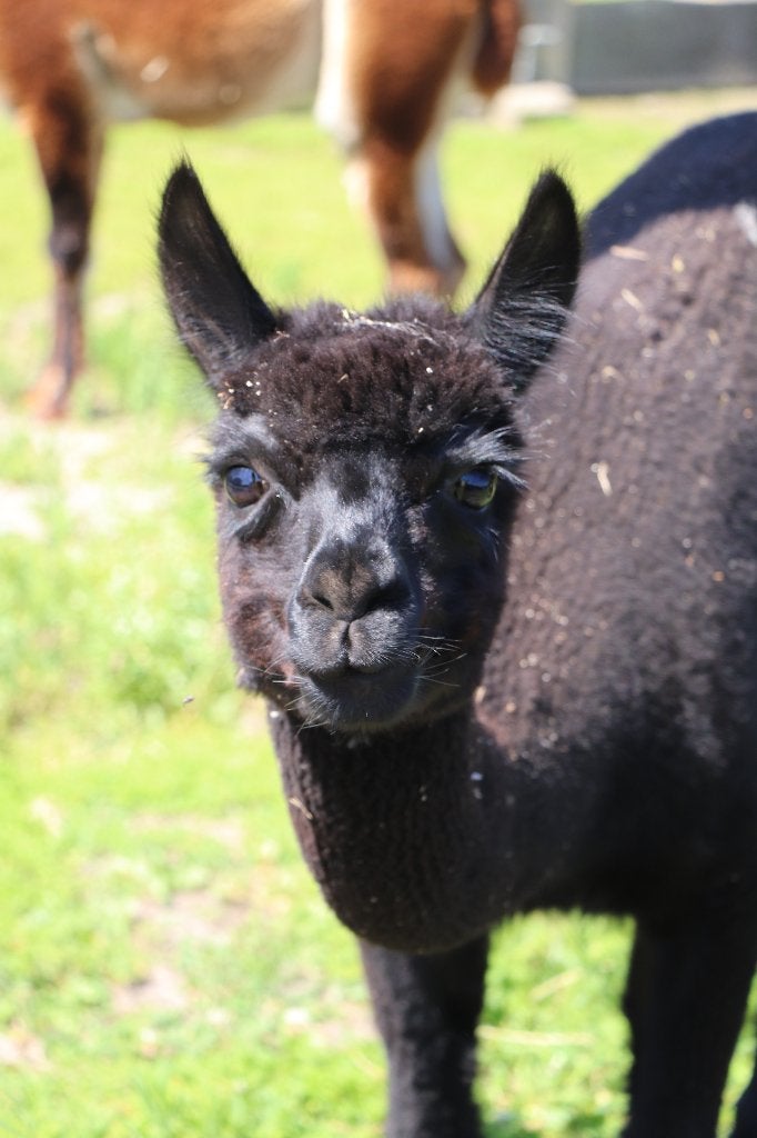 Lieve alpaca dekhengst te koop, 3 jaar, Dieren en Toebehoren, Oktober, Mannelijk