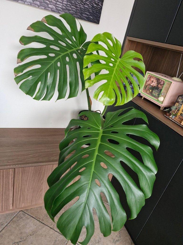 Kleine monstera met grote bladeren in pot, Autres espèces, En pot, Moins de 100 cm, Enlèvement