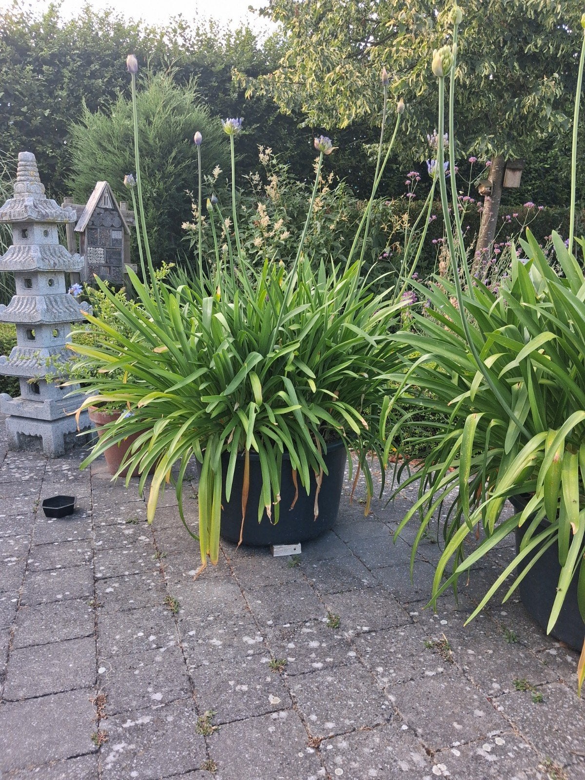 Agapanthus te koop, Ophalen