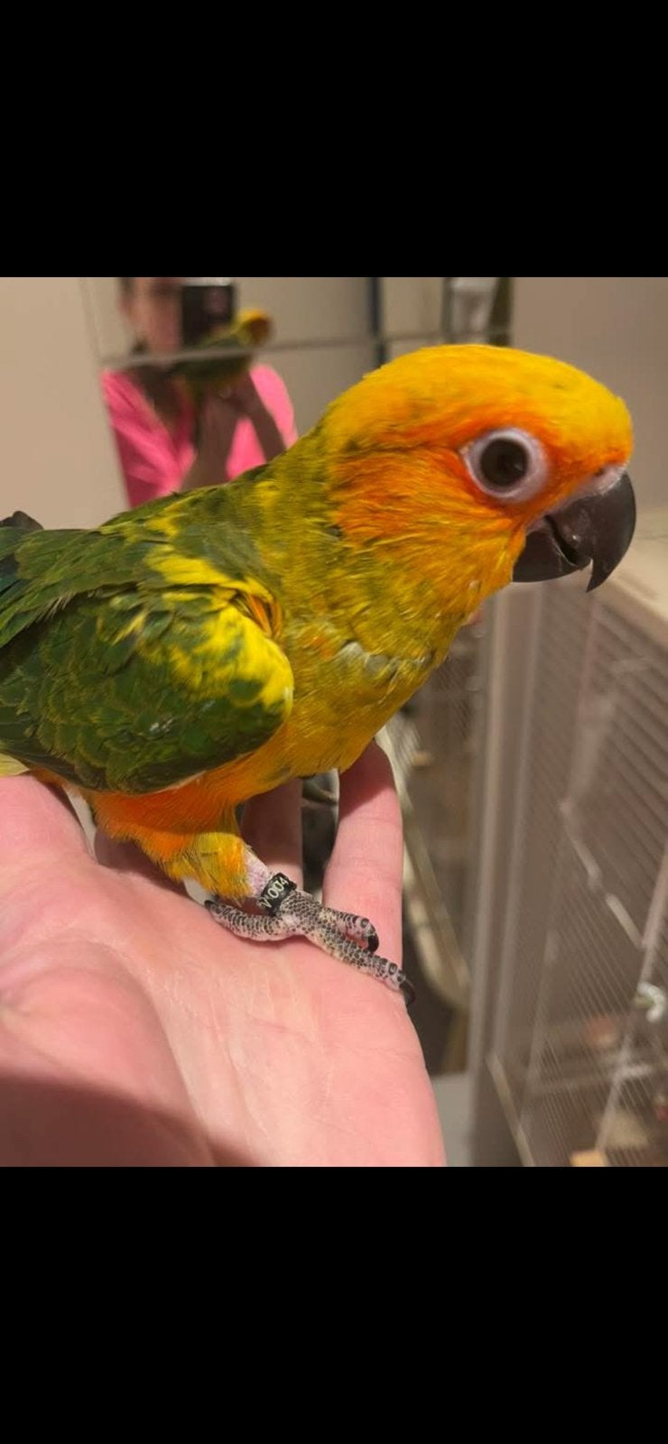 Conure soleil eam sexer baguer avec papier cession, Animaux & Accessoires, Mâle, Perroquet, Domestique