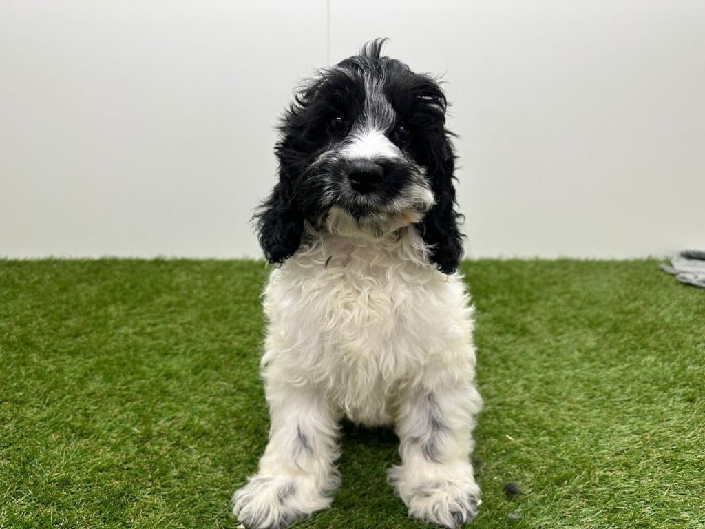 Chiots Cockapoo (F1), Hépatite contagieuse (maladie de Rubarth), Plusieurs, Belgique, Plusieurs animaux