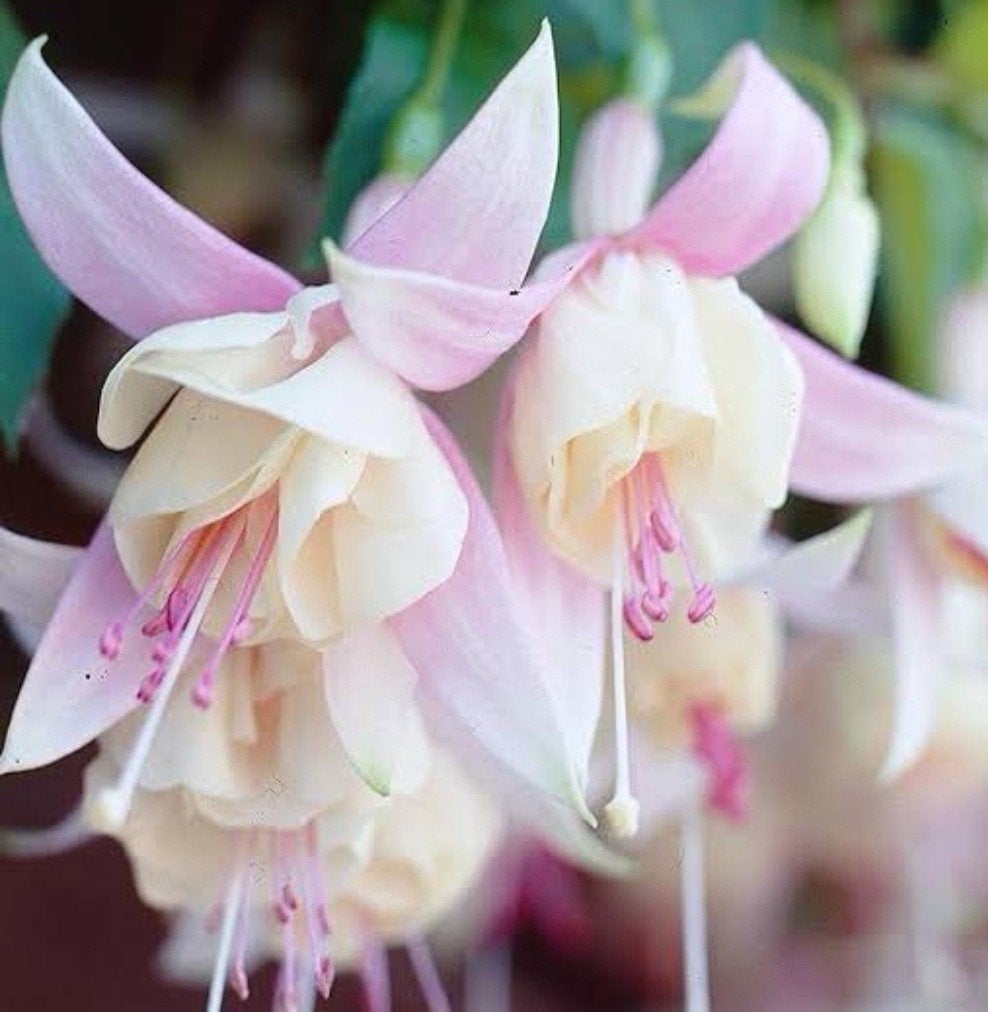 Fuchsia 'Annabel' – Winterharde Vaste Plant, Ophalen, Zomer, Vaste plant