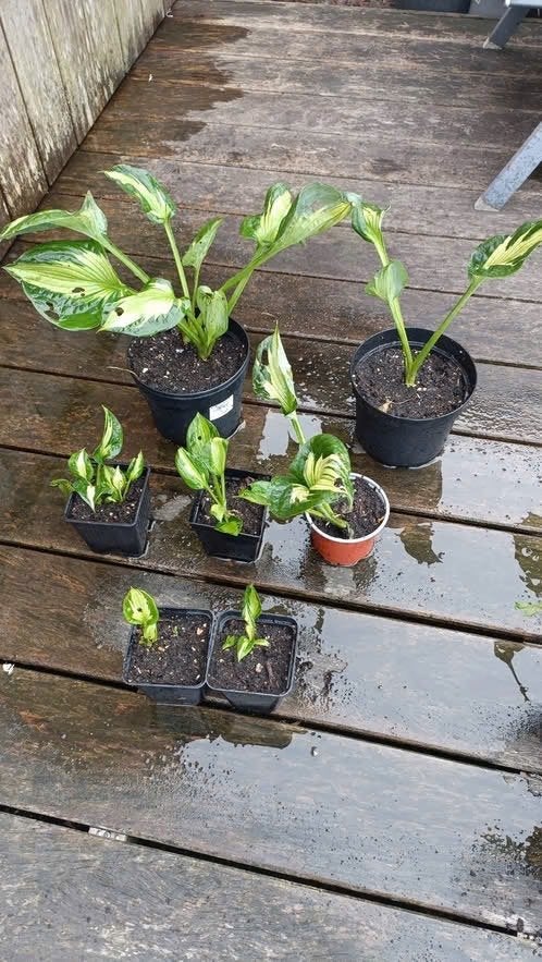 Hosta plantjes vanaf 1,75 euro, schaduwplant, Autres espèces, Été, Enlèvement, Plante fixe