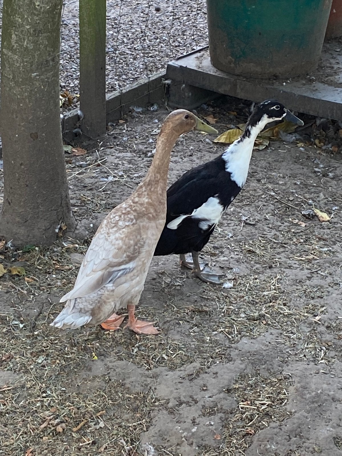 Mannetjes loopeenden, Dieren en Toebehoren