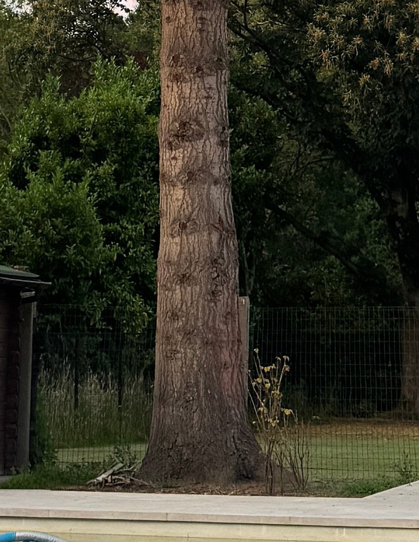 Gratis hout, Ophalen