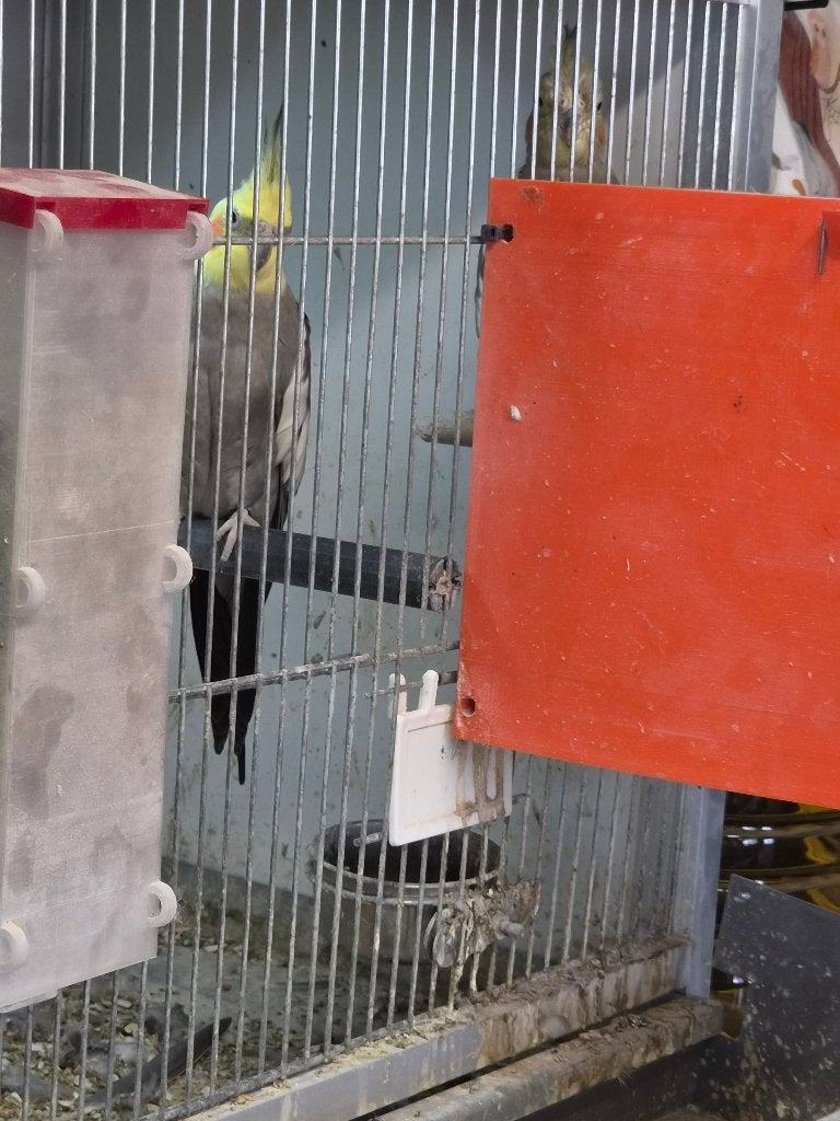 Valkparkieten, Meerdere dieren, Parkiet