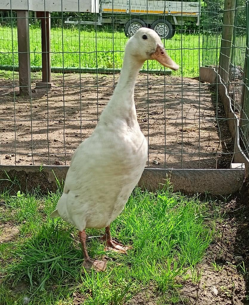 Broedeieren van witte Indische loopeenden, Dieren en Toebehoren