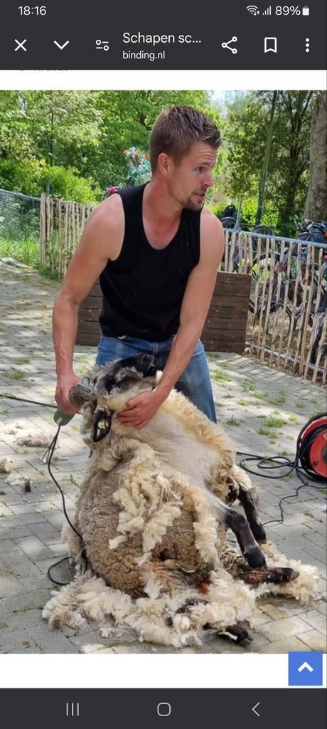 Schapen  scheren, Dieren en Toebehoren