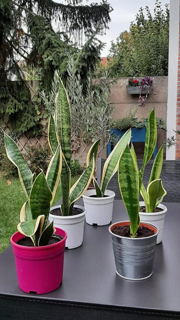 Sanseveria, Groene kamerplant, Ophalen, Overige soorten, Minder dan 100 cm