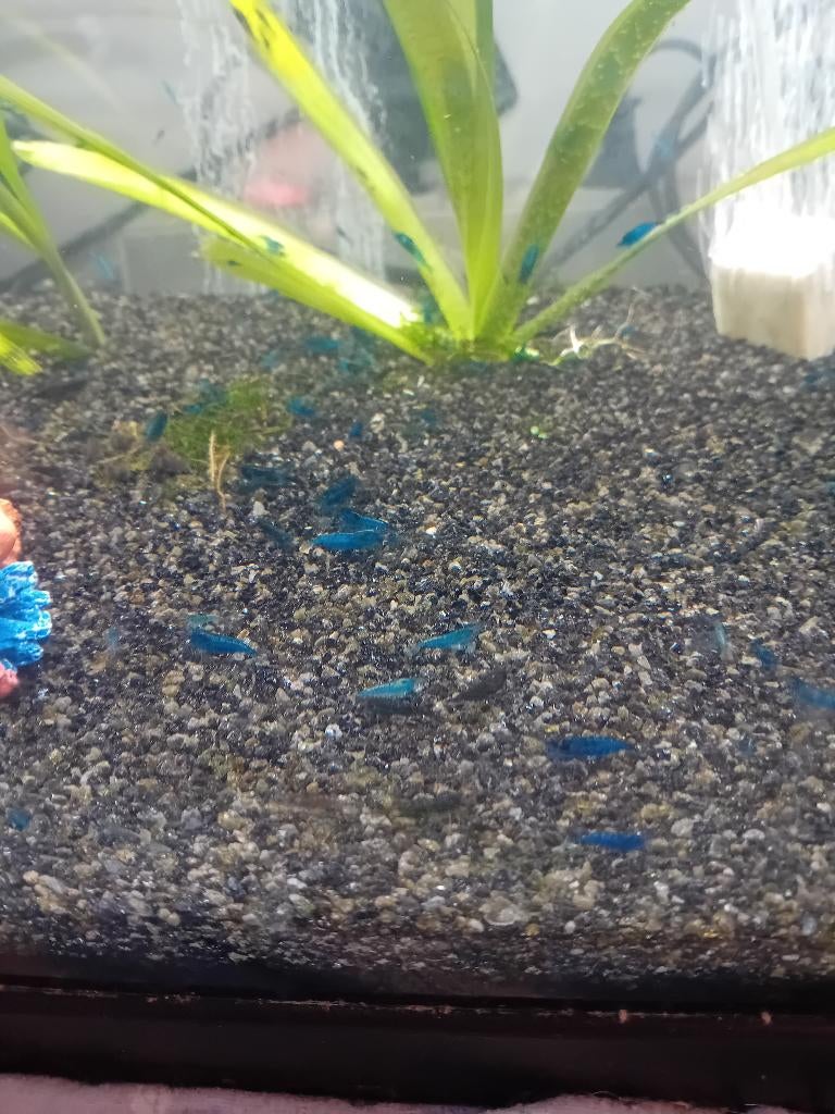 Crevettes bleues à vendre
